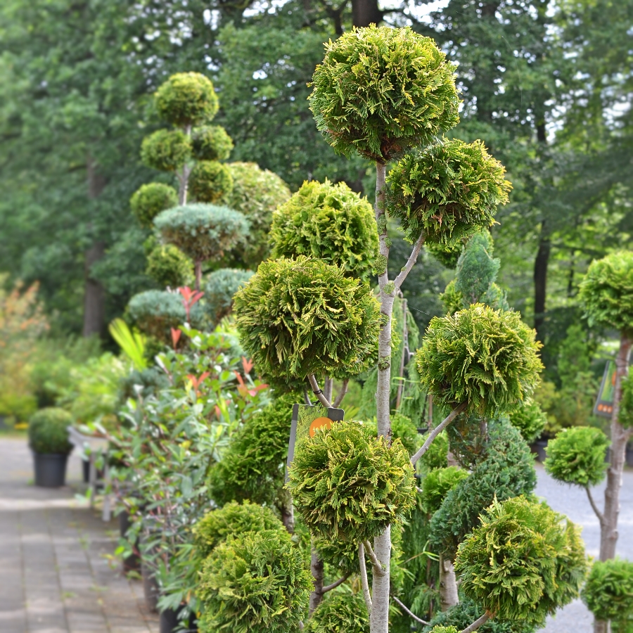 Formgehlze Gartenbonsai