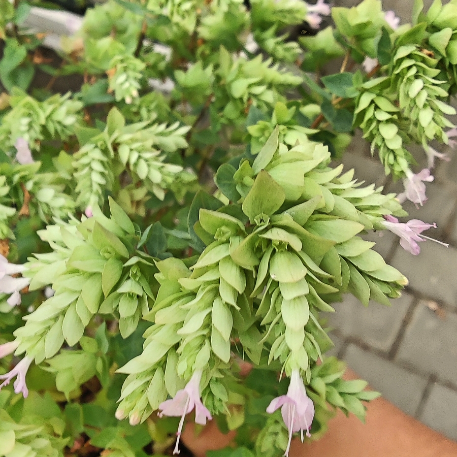 Hopfenoregano