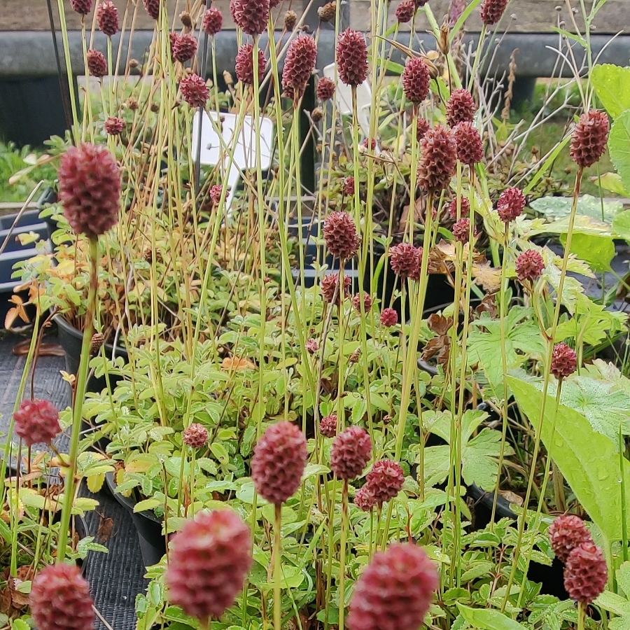 Wiesenknopf